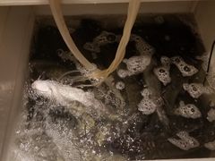 -小小河边鱼(天润城店)