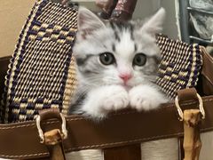 -momokira米努特·德文卷毛猫·棉花面纱犬