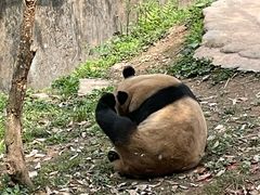 -中国大熊猫保护研究中心雅安碧峰峡基地