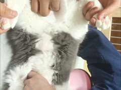 -谐和益家动物医院·免疫绝育·血液透析·宠保定点医院(高新伊藤分院)