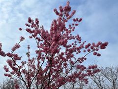 -顾村公园