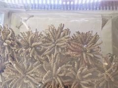 -三江源牌冬虫夏草(中山北路店)