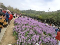-顺峰山公园