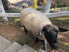 -神户市立六甲山牧场