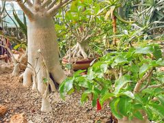 -国家植物园南园