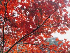 -都江堰普照寺