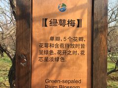 -香雪海