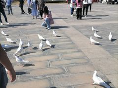 -天津妈祖文化园