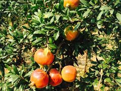 -葛记焖饼(伏牛路店)