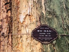 -天目山大树王景区
