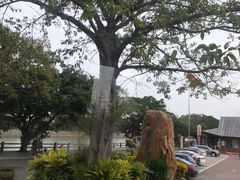 -大湾区中央湿地公园
