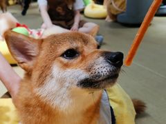 -逗柴咖啡屋·狗咖猫咖宠物桌游