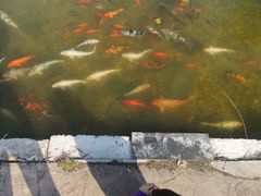 -上海第二工业大学(金海路校区)