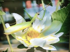 -上海大自然野生昆虫馆(东方明珠·爬宠昆虫探索中心)