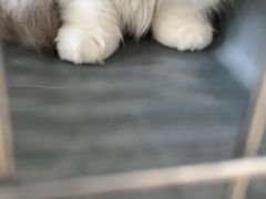 -瑞鹏宠物医院·骨科·猫科·内科(第一中心)