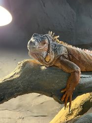 -Zoolung Zoolung动物主题公园(海信广场店)