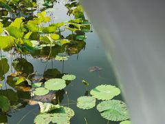-西北湖绿化广场