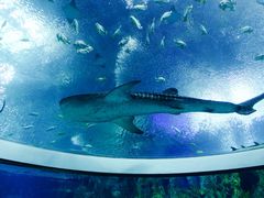 -珠海长隆海洋王国