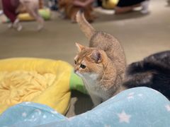 -逗柴咖啡屋·狗咖猫咖宠物桌游