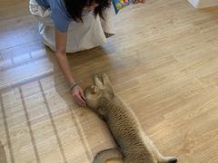 -有喵·猫咖·狗咖·30几只猫10只小狗(岗厦店)