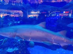 -成都浩海立方海洋公园