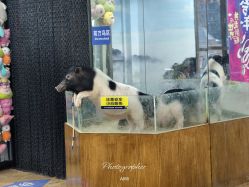 -未来动物城主题公园(正弘城店)