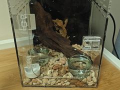 -酷以爬仙阁实体爬宠店·守宫·蜥蜴·专业繁育