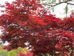 -昆山城市生态森林公园