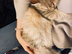 -momokira米努特·德文卷毛猫·棉花面纱犬