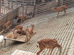 -北京鹿世界主题园