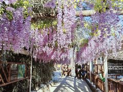 -呀路古热带植物园