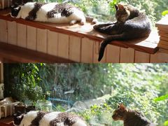 -海边的猫和咖啡馆