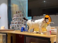 -御宝贝·A梦猫科宠物医院(国际猫友好医院)