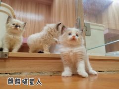 -十年猫舍·猫咪专门店(普陀店)
