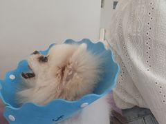 -怪兽屋·羊驼·猫咖·狗咖(俊华广场店)