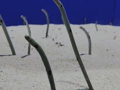 -上海海洋水族馆