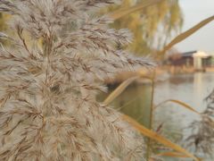 -大兴滨河森林公园