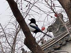-北京石刻艺术博物馆(五塔寺)