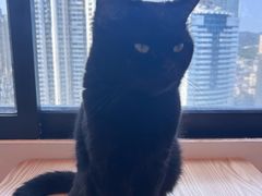 -有喵·猫咖·狗咖·30几只猫10只小狗(岗厦店)