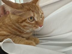 -瑞派福兴宠物医院犬猫全科·骨科·中西医结合(河东店)