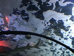 -悉尼海洋生物水族馆