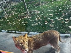 -北京野生动物园