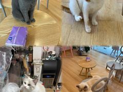 -猫咪派对(江南西店)