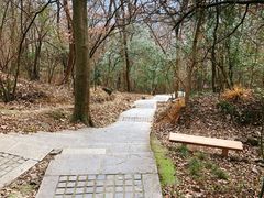 -紫金山天文台