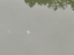 -绳金塔