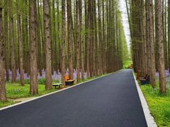 -东平国家森林公园