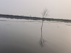 -白洋淀景区