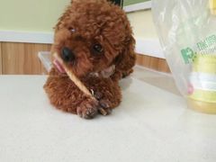 -瑞鹏宠物医院·猫科·宠保定点(梅溪湖分院)