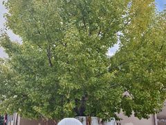 -比如骷髅墙景区