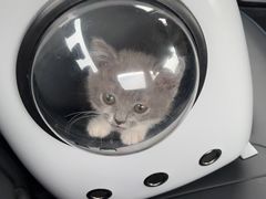 -伟伟宠物医院·CT影像中心·瑞派犬猫综合性门诊(汉口总院)